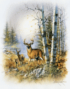 8 x 10 background paper with white tail buck, doe & fawn in forest